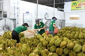 Durian exports continue to thrive