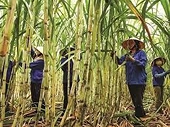 Vietnam sugar industry hopes to regain home market