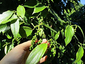 Vietnam does not face challenge from Cambodia pepper exports to China: experts