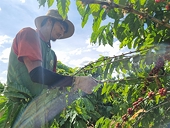 EU's new regulation on deforestation-linked products head-scratcher for Vietnamese producers