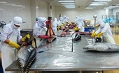 Tuna exports can not recovered yet