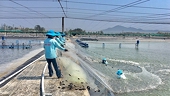 Efforts made to prevent decline in seafood exports