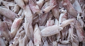 Vietnam’s cephalopod exports to Japan tend to recover