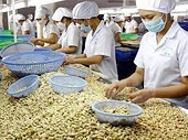 Pepper, cashew exporting businesses to Dubai indicate being victims of scams