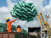 Vietnamese rice prices rise sharply after India’s rice export ban