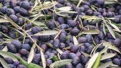 WTO panel to review US compliance with Spanish olive duties ruling