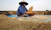 Vietnam food association official says no immediate plan to curb rice exports