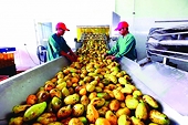 The potential for exporting vegetables and fruits into the top 5 markets is still very large