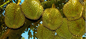 Vietnam's durian export earnings past US$1 billion mark