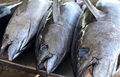 Opportunity for Vietnamese seafood to penetrate deeper into the Israeli market