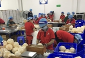 Opening the US market for Vietnamese husked coconut products