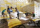 Supporting farmers and businesses in the face of fluctuations in the rice market