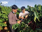Vietnam strives to achieve standard export coffee material areas