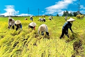 Vietnam seized the opportunity to win the runner-up position in rice export