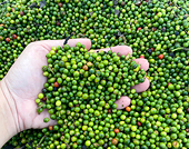 Agricultural exports to the EU have failed to meet expectations