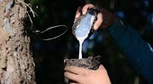 Rubber latex export deal to the Indian market