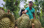 Overpriced durians caused heavy losses for exporting businesses