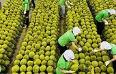 Temporarily stop exporting durian, banana, dragon fruit, what does the Ministry of Agriculture and Rural Development say?