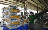 VFA recommends some specific solutions for rice production and export