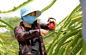 Vietnam seeks to secure sustainable development for dragon fruit sector