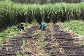 VSSA suspects Indonesia dumps sugar on Vietnam market