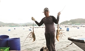 Recent slump in lobster exports to China raises need for switch to official expor