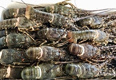Enterprises seek for official export lobster Channel to China