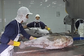 The violation of the quality of exported aquatic products shows signs of an increase