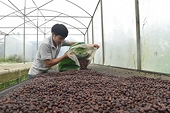 Coffee export struggles to exceed $4 bln this year