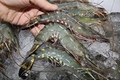 Information regarding the antidumping and countervailing duty petitions on Frozen Warmwater Shrimp from Ecuador, India, Indonesia, and Vietnam