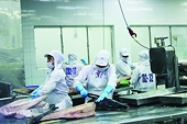 Potential for exporting tuna to Poland