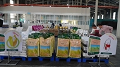 Maintaining the supply and quality of exported rice