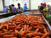 Vietnam's vegetable export to surpass 1 bln USD by 2030