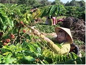 Producers advised to enhance coffee quality, competitiveness