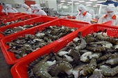 The United States initiated an anti-subsidy investigation on frozen warm water shrimp products imported from Vietnam
