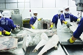 Improve the efficiency of fisheries management at fishing ports to soon remove the IUU "yellow card"