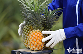 Vegetable, fruit exports reach record high, but face technical barriers
