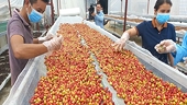 Vietnam takes advantage of FTAs for exporting agricultural products