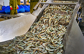 US International Trade Commission gives green light to shrimp import investigation