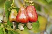 How will cashew exports be like in 2024?