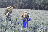 What are major Vietnamese farm products for export in 2024?