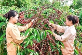 Exporting coffee starts the new crop season with many concerns