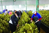 Export: A year of many pressures