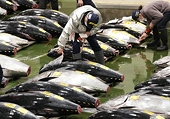 Indonesia, Japan agree on zero-percent export tariff for tuna products