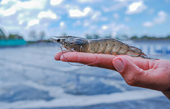 Potential trade barriers threaten Vietnam's US shrimp exports