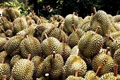 EU increases official controls on durian from Vietnam