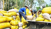Vietnam’s rice exports to Indonesia to help stabilize prices: supplier