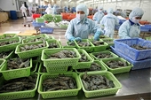 VASEP proposes quota on shrimp export to Korea to be lifted