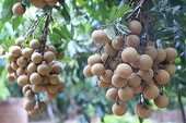 Việt Nam has advantages in exports to Europe, America