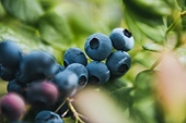India cuts tariff on Chilean blueberries